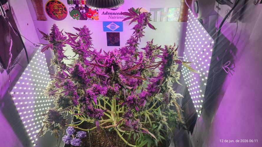 Skittles Pie. Week 22