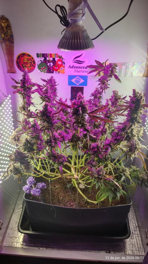 Skittles Pie. Week 22