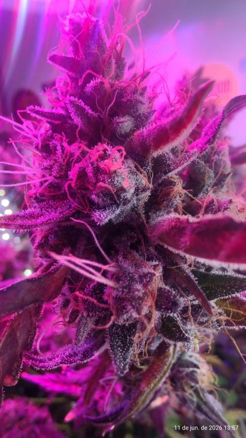 Skittles Pie. Week 22