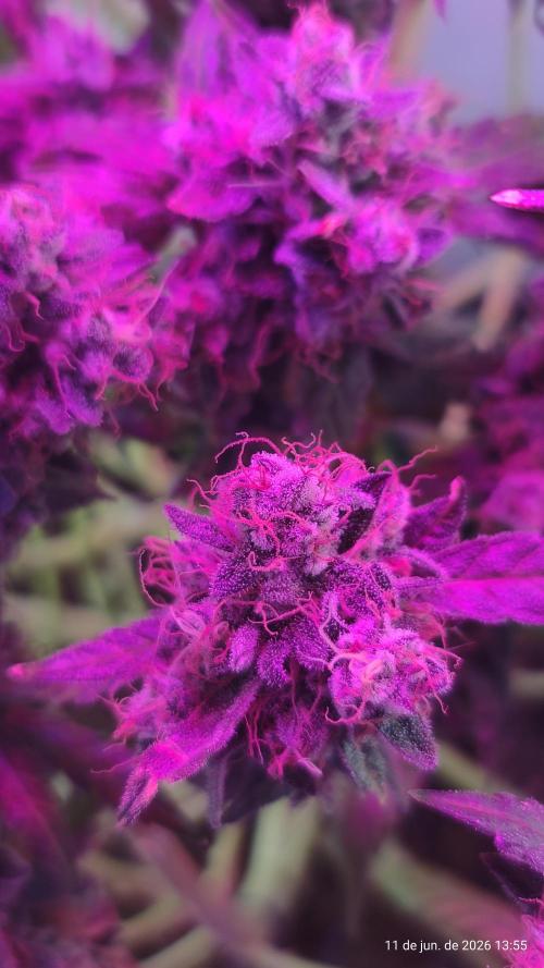 Skittles Pie. Week 22