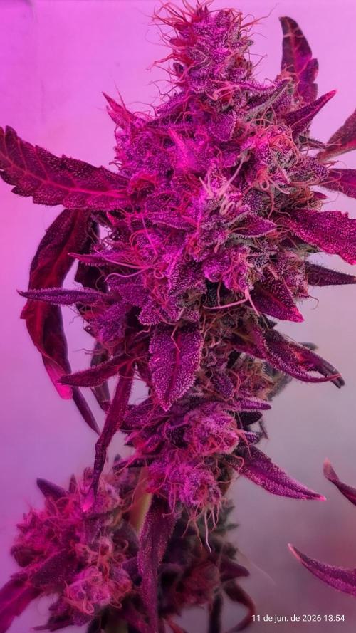Skittles Pie. Week 22