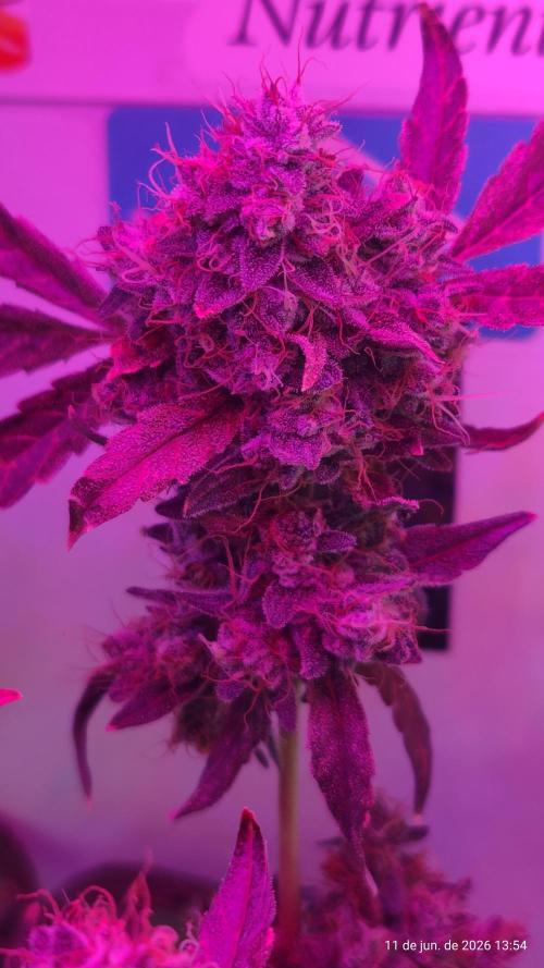 Skittles Pie. Week 22