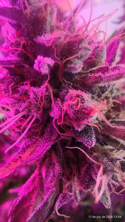 Skittles Pie. Week 22