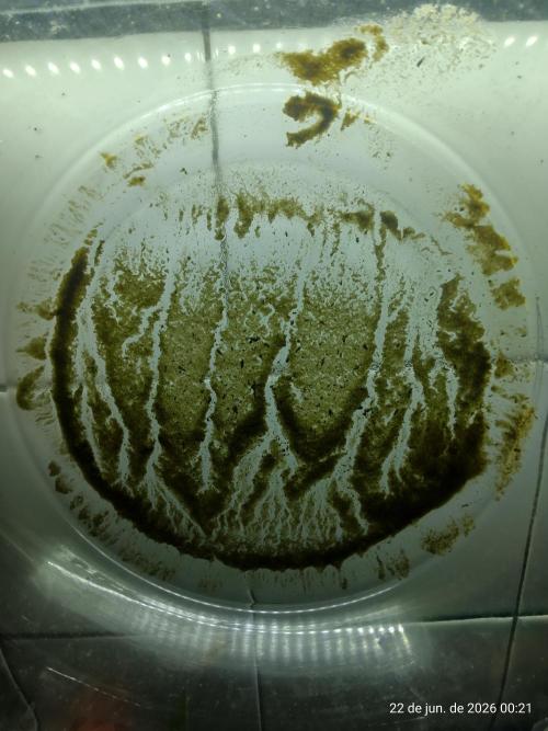 Skittles Pie. Week 23