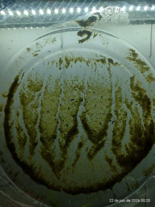 Skittles Pie. Week 23