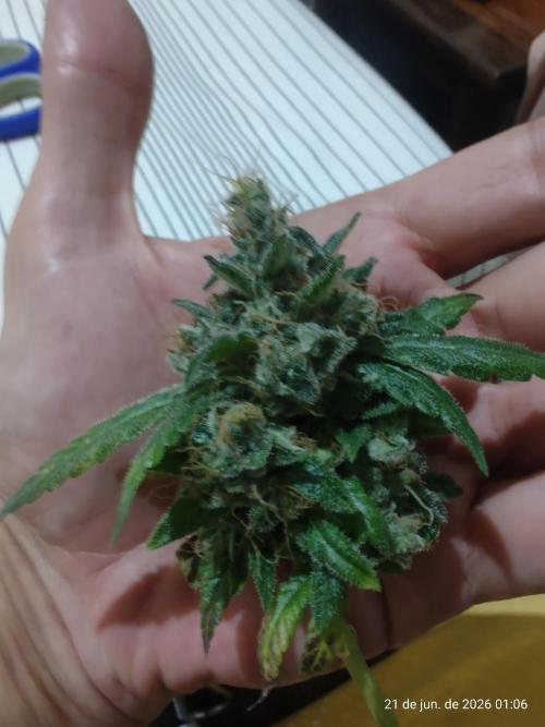 Skittles Pie. Week 23