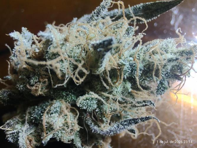 Skittles Pie. Week 23