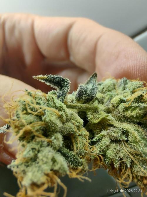 Skittles Pie. Week 23