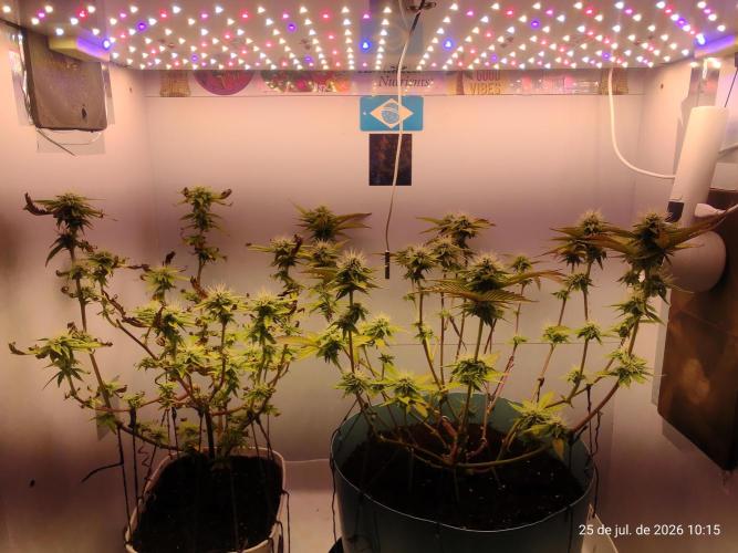 Skittles Pie Clones Indoor. Week 3