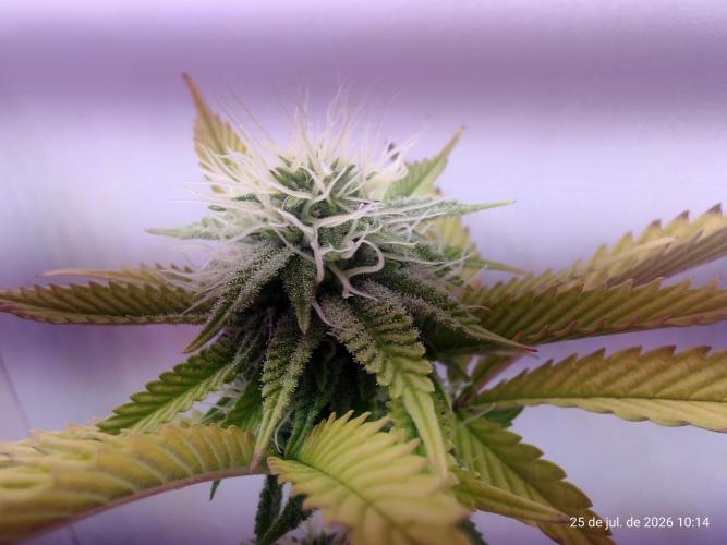 Skittles Pie Clones Indoor. Week 3