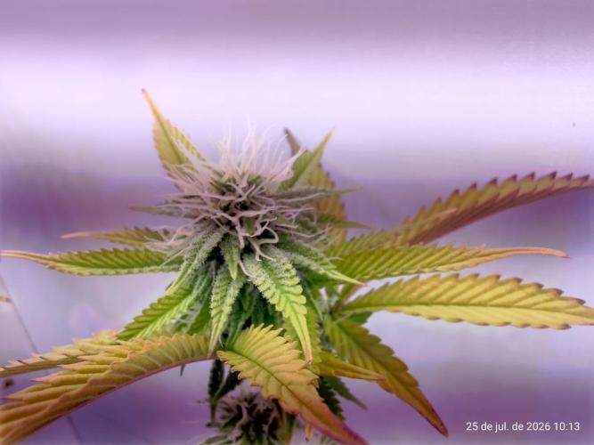 Skittles Pie Clones Indoor. Week 3