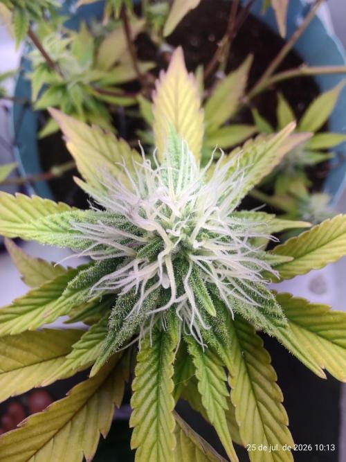 Skittles Pie Clones Indoor. Week 3