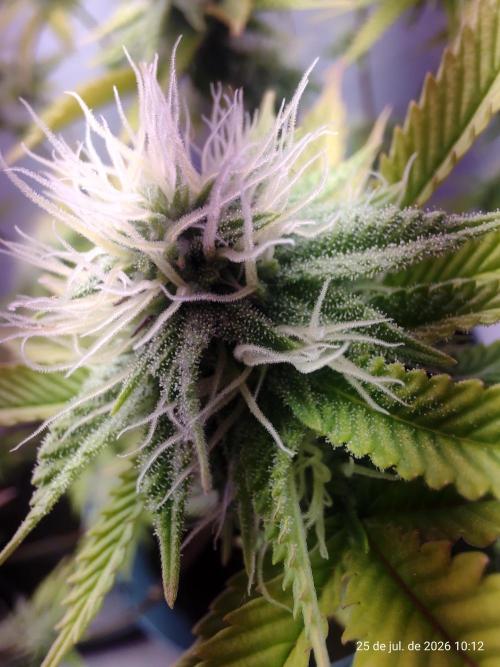 Skittles Pie Clones Indoor. Week 3