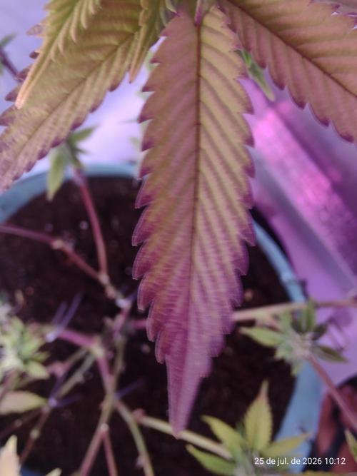 Skittles Pie Clones Indoor. Week 3