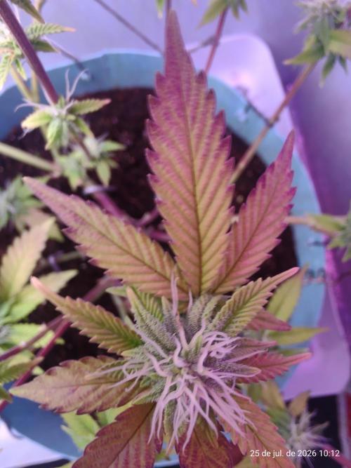 Skittles Pie Clones Indoor. Week 3