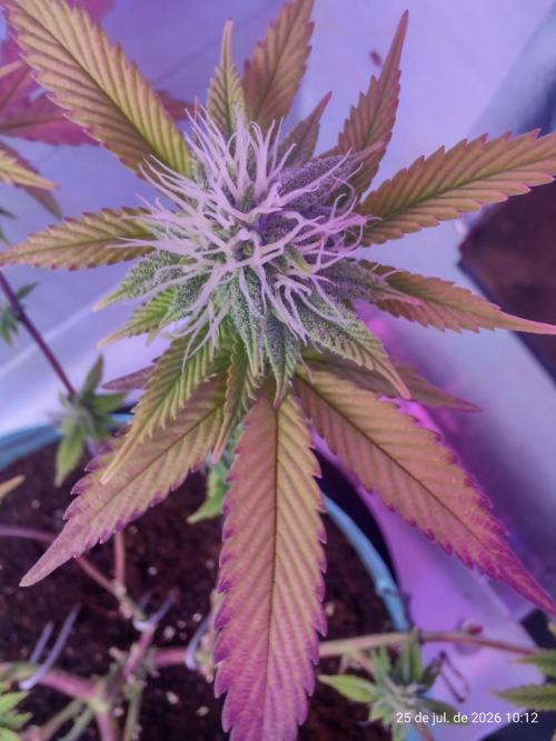 Skittles Pie Clones Indoor. Week 3