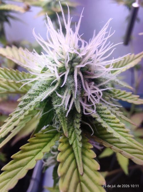 Skittles Pie Clones Indoor. Week 3