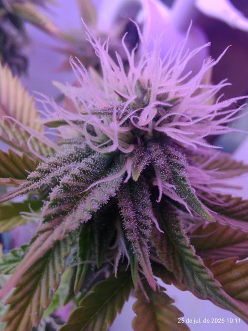 Skittles Pie Clones Indoor. Week 3