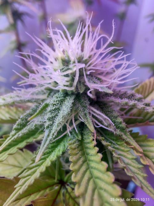 Skittles Pie Clones Indoor. Week 3