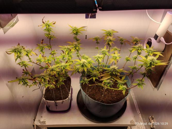 Skittles Pie Clones Indoor. Week 3