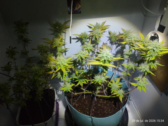 Skittles Pie Clones Indoor. Week 4