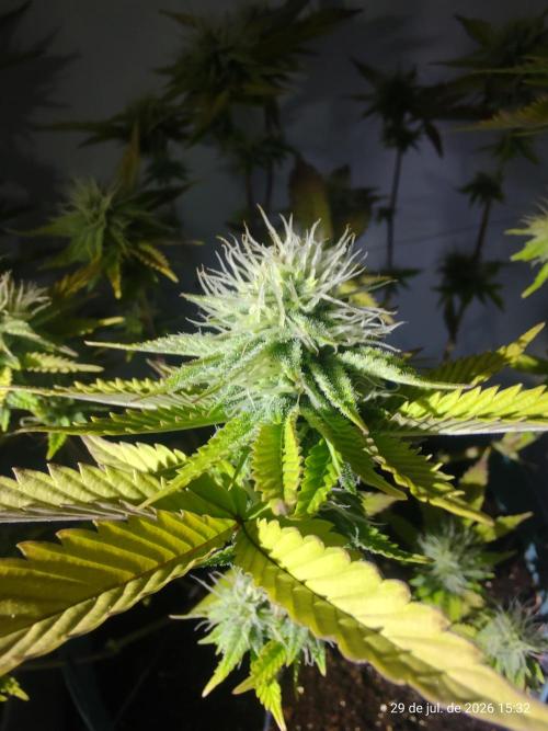 Skittles Pie Clones Indoor. Week 4