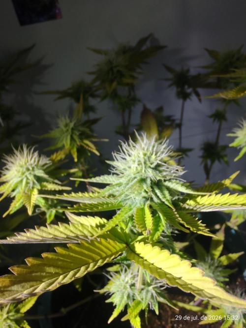 Skittles Pie Clones Indoor. Week 4
