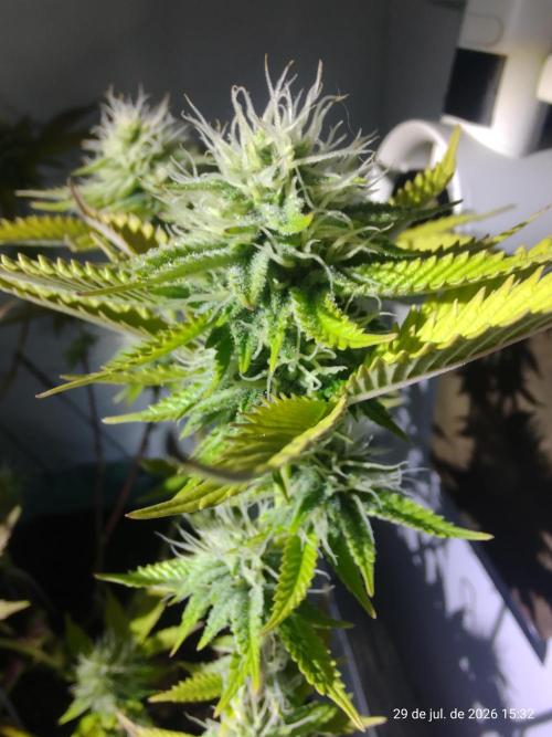 Skittles Pie Clones Indoor. Week 4