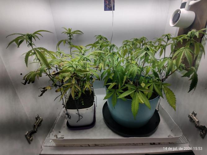 Skittles Pie Clones Indoor. Week 2