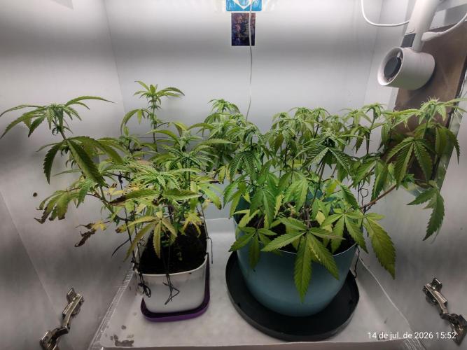 Skittles Pie Clones Indoor. Week 2