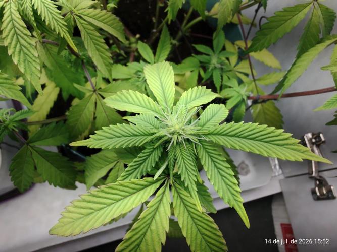 Skittles Pie Clones Indoor. Week 2