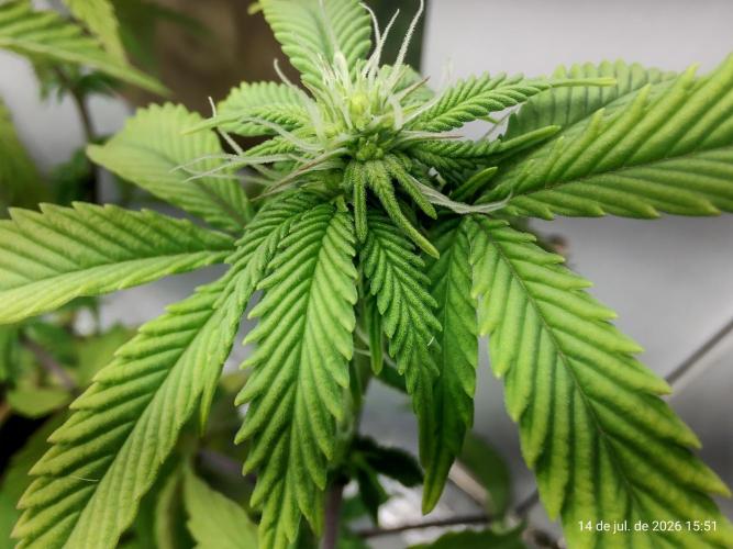 Skittles Pie Clones Indoor. Week 2