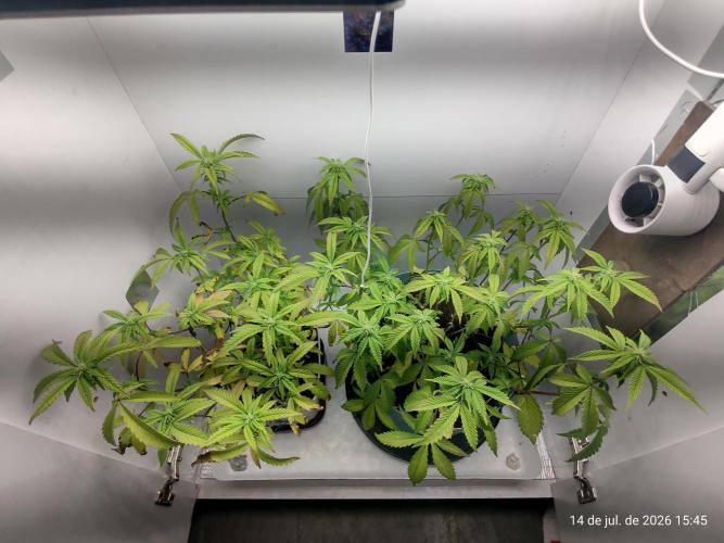 Skittles Pie Clones Indoor. Week 2