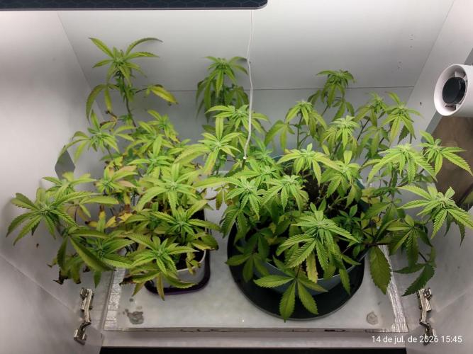 Skittles Pie Clones Indoor. Week 2