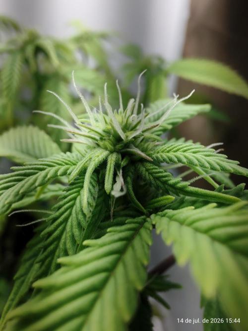 Skittles Pie Clones Indoor. Week 2