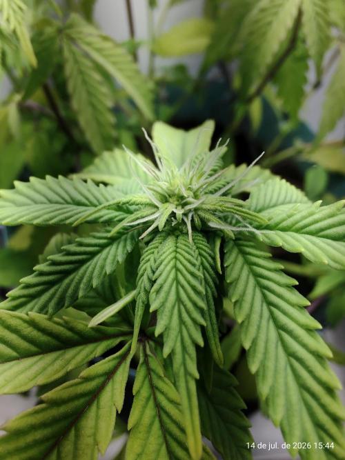 Skittles Pie Clones Indoor. Week 2