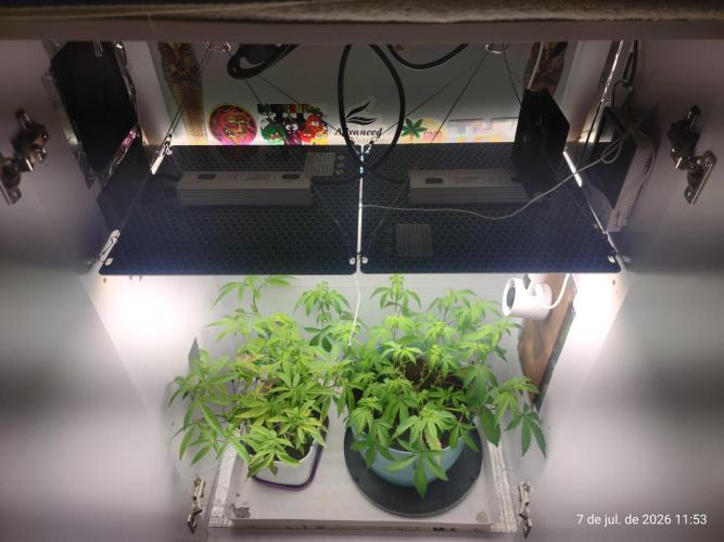 Skittles Pie Clones Indoor. Week 2