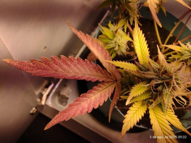 Skittles Pie Clones Indoor. Week 5