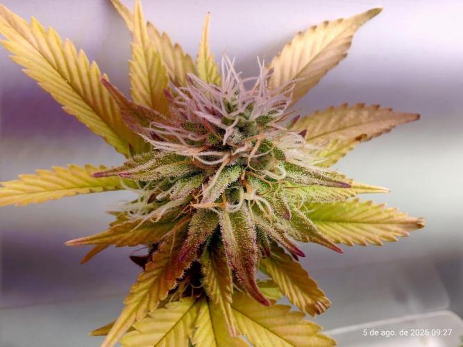 Skittles Pie Clones Indoor. Week 5
