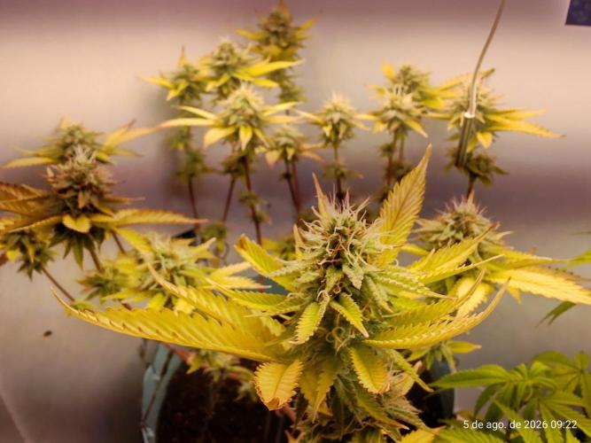 Skittles Pie Clones Indoor. Week 5
