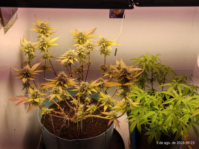 Skittles Pie Clones Indoor. Week 5