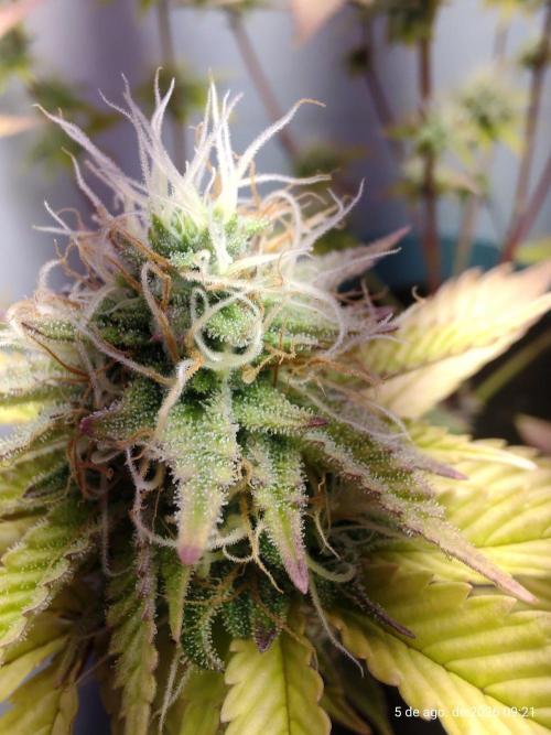 Skittles Pie Clones Indoor. Week 5