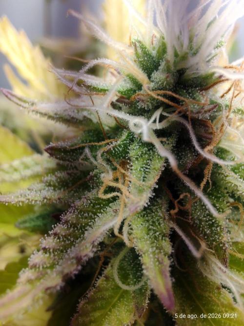 Skittles Pie Clones Indoor. Week 5