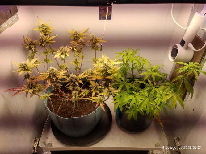 Skittles Pie Clones Indoor. Week 5