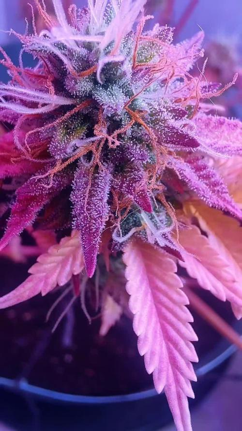 Skittles Pie Clones Indoor