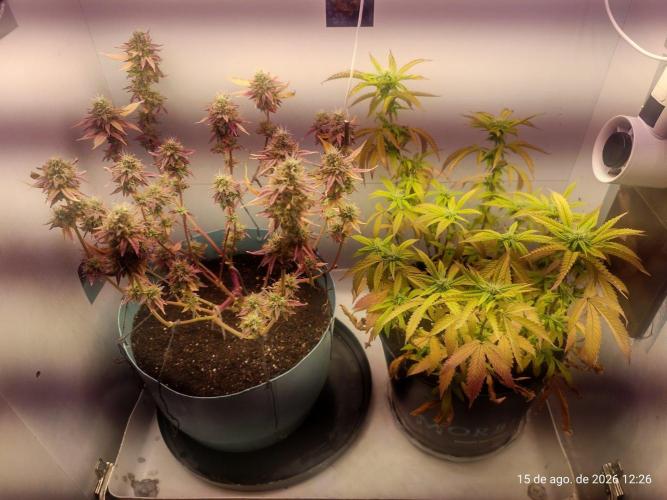Skittles Pie. Week 7