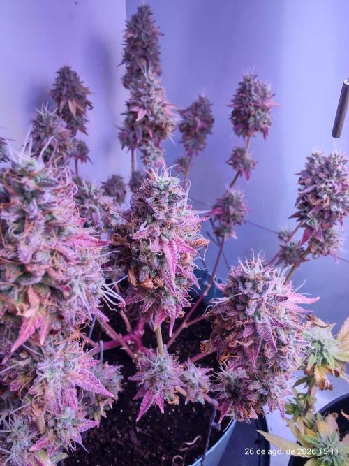 Skittles Pie Clones Indoor. Week 8