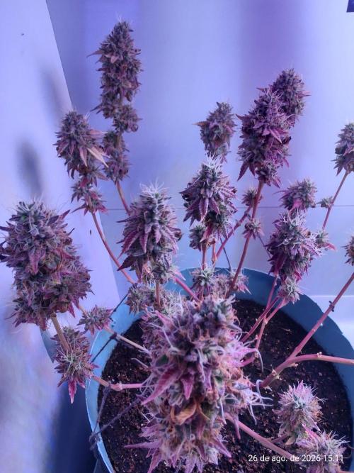 Skittles Pie Clones Indoor. Week 8