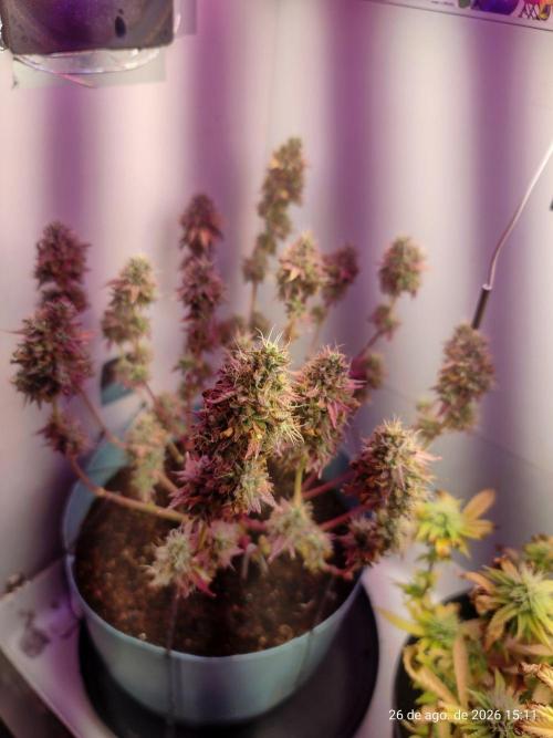 Skittles Pie Clones Indoor. Week 8