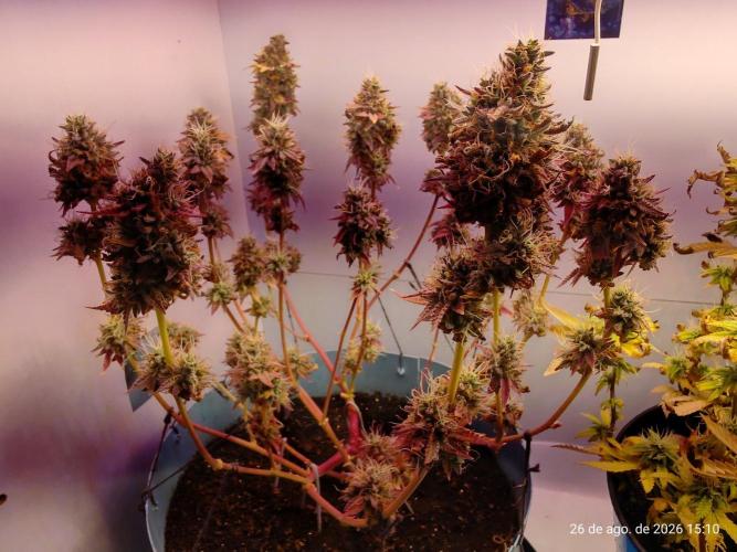 Skittles Pie Clones Indoor. Week 8
